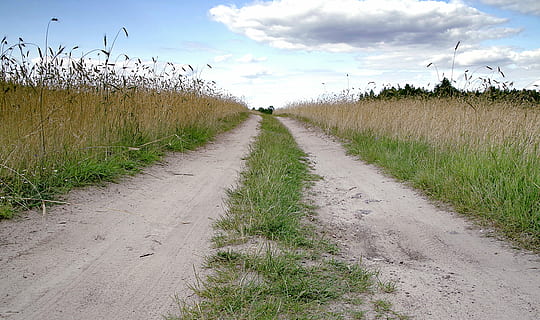 vej, Mark, stien, felter, landsby, sand, støv, wydeptać, spore, grøn, grusvej, Polen, græs, sommer, landbrug, horisonten, sky - himmel, vejen frem, retning, plante, himmel, rolig scene, faldende perspektiv, ro, jord, vækst, sti, natur, skønhed i naturen, dag, scenics - natur, landskab, ingen mennesker, udendørs, 5K, CC0, offentligt domæne, royaltyfrie