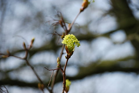 blomstre, blomst, vår, Lukk, gren, natur, tre, anlegg, våren, nærbilde, utendørs, fokusere på forgrunnen, vekst, skjørhet, dag, sårbarhet, skjønnhet i naturen, ingen folk, blomstrende plante, friskhet, kvist, selektiv fokusering, begynnelse, Willow Tree, 4K, CC0, offentlig domene, opphavsrett gratis