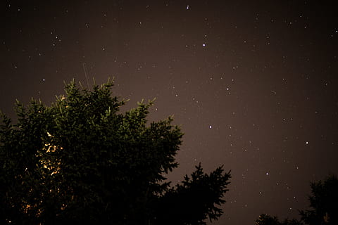 green, trees, stary night, stary, night, nature, star - Space, tree, astronomy, sky, space, backgrounds, forest, dark, milky Way, winter, no people, outdoors, plant, star, low angle view, tranquility, growth, beauty in nature, scenics - nature, star field, tranquil scene, silhouette, idyllic, space and astronomy, 4K, CC0, public domain, royalty free