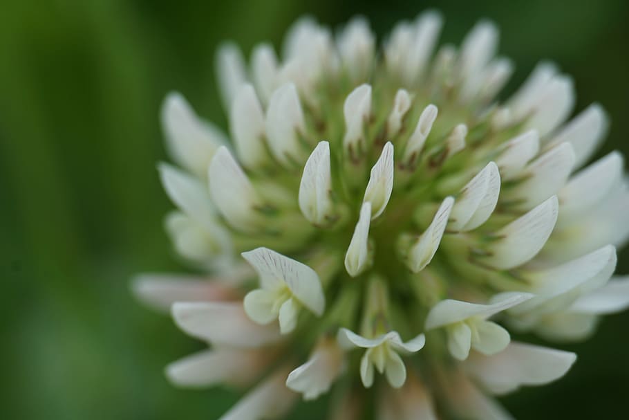 vierblättriges Kleeblatt, Blume, Grün, Glück, klee, Glücksbringer, Glücksklee, Kleeblume, Pflanze, Makro, blühen, Natur, wilde Blume, Wiese, Rotklee, wunderschönen, blühende Pflanze, Schönheit in der Natur, Frische, Wachstum, Nahansicht, Zerbrechlichkeit, Verletzlichkeit, grüne Farbe, Blütenstand, Blütenkopf, Blütenblatt, keine Leute, selektiver Fokus, weiße Farbe, extreme Nahaufnahme, Tag, Fokus auf den Vordergrund, draußen, Frühling, Weicher Fokus, Nadelbaum, 5K