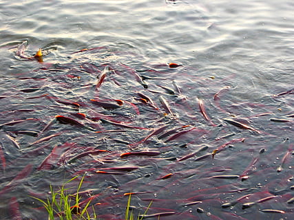 peix, salmó, chum, frau, spawn, un ramat de, yama, recés, platja, depredador, aigua, vertebrats, grup d’animals, animals a la natura, nedar, animal, temes d'animals, fauna animal, llac, vista d’angle alt, naturalesa, gran grup d’animals, dia, carpa, cap gent, carpa koi, davant del mar, escola de peixos, a l'aire lliure, marí, 1080P, CC0, domini públic, lliure de regalies