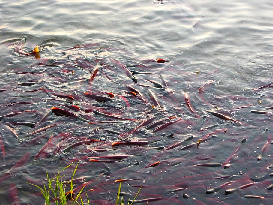 peix, salmó, chum, frau, spawn, un ramat de, yama, recés, platja, depredador, aigua, vertebrats, grup d’animals, animals a la natura, nedar, animal, temes d'animals, fauna animal, llac, vista d’angle alt, naturalesa, gran grup d’animals, dia, carpa, cap gent, carpa koi, davant del mar, escola de peixos, a l'aire lliure, marí, 1080P