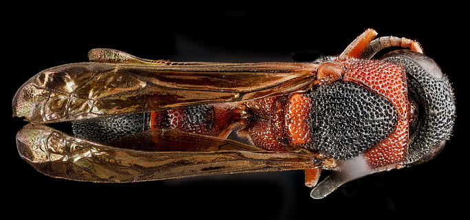 hveps, lille, pottemager, makro, insekt, tæt på, leptochilus acolhuus, dyreliv, natur, monteret, USGS, rede, murer, mad, sort baggrund, mad og drikke, studio skud, ingen mennesker, indendørs, et dyr, sund kost, dyr, velvære, friskhed, dyre temaer, grøntsag, rød, frugt, hvirvelløse, krydderi, organisk, krebsdyr, aftensmad, dyr øje, Vegetarmad, 2K, CC0, offentligt domæne, royaltyfrie