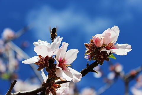 abella, primavera, macro, espolvorear, insecte, flor, florir, polinització, jardí, nèctar, naturalesa, ametller, planta amb flors, planta, fragilitat, frescor, vulnerabilitat, bellesa a la natura, pètal, primer pla, arbre, cap de flor, creixement, Color blanc, branca, centrar-se en primer pla, inflorescència, cap gent, pol·len, flor de cirerer, a l'aire lliure, flor de pruna, cirerer, 5K, CC0, domini públic, lliure de regalies