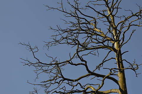 ulempe, grener, himmel, tre, gren, bare tre, anlegg, klar himmel, natur, ingen folk, lav vinkel visning, dag, blå, utendørs, skjønnhet i naturen, ro, naturskjønnhet - natur, vekst, stamme, trestamme, silhouette, dyre temaer, 5K, CC0, offentlig domene, opphavsrett gratis