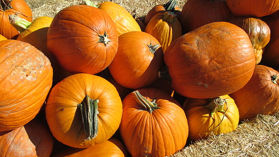 Kürbis, Patch, Gemüse, Orange, Ernte, Lebensmittel, Essen und Trinken, gesundes Essen, Frische, orange Farbe, Wohlbefinden, Herbst, Feier, Landwirtschaft, keine Leute, Halloween, große gruppe von gegenständen, organisch, High Angle View, Kürbis - Gemüse, Natur, Nahansicht, Stillleben, draußen, reif, 2K, CC0, gemeinfrei, lizenzfrei