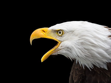 black, white, american, bald, head eagle photo, bald eagle, raptor, head, close, adler, bird of prey, bird, bill, white tailed eagle, nature, animal, portrait, wild bird, white head, bald eagles, animal themes, eagle, one animal, eagle - bird, vertebrate, animal wildlife, animals in the wild, black background, animal body part, beak, close-up, animal head, no people, studio shot, yellow, white color, profile view, animal eye, 4K, CC0, public domain, royalty free