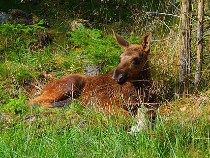animals, moose, wildlife, elk, animal, nature, mammal, animals In The Wild, deer, grass, brown, outdoors, land, plant, animal themes, vertebrate, field, animal wildlife, day, no people, one animal, domestic animals, growth, tree, domestic, herbivorous, 4K, CC0, public domain, royalty free