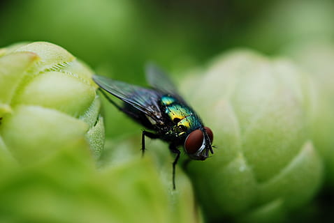 Mucha, insekt, makro, hvirvelløse, et dyr, dyre temaer, dyr, dyreliv, dyr i naturen, selektiv fokusering, tæt på, grøn farve, flyve, flue, dyrefløj, plante del, natur, blad, dag, plante, ingen mennesker, udendørs, dyr øje, 4K, CC0, offentligt domæne, royaltyfrie