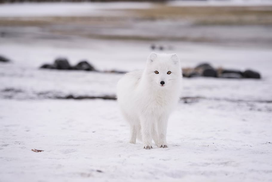 blanc, llop, camp de neu, neu, hivern, fred, temps, gel, animal, pell, naturalesa, temperatura de fred, temes d'animals, un animal, Color blanc, animals a la natura, mamífer, caminar, camp, enfocament selectiu, vertebrats, cap gent, nacional, mascotes, animals domèstics, dia, fauna animal, terra, 5K