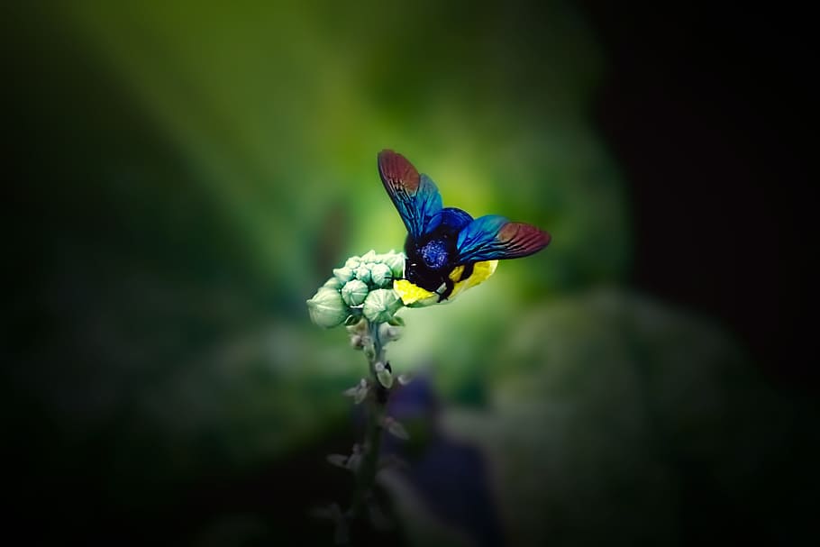 blu, rosso, insetto appollaiato, giallo, fiore, umile - ape, insetto, ape, un animale, temi animali, animale, fauna selvatica, animali allo stato selvatico, bellezza nella natura, ala animale, invertebrato, concentrarsi sulle conoscenze acquisite, pianta, nessuno, avvicinamento, natura, giorno, all'aperto, fragilità, pianta fiorita, farfalla - insetto, testa di fiore, impollinazione, viola, 5K