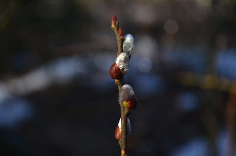 primavera, verba, albero, sfocatura, ramo, fioritura, natura, macro, rene, sciolto, germoglio, avvicinamento, bianca, concentrarsi sulle conoscenze acquisite, nessuno, crescita, giorno, pianta, ramoscello, bellezza nella natura, all'aperto, la tranquillità, stelo vegetale, inizi, cibo, nuova vita, messa a fuoco selettiva, fiore, inverno, Salice, 2K, CC0, dominio pubblico, privo di copyright