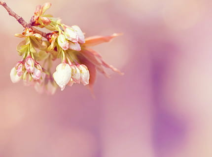 flor, florir, primavera, arbre, arbust, branca, còpia espai, rosa, naturalesa, planta, brot, planta amb flors, bellesa a la natura, vulnerabilitat, fragilitat, frescor, color rosa, creixement, primer pla, pètal, cap de flor, inflorescència, cap gent, enfocament selectiu, dia, a l'aire lliure, flor de cirerer, pol·len, suavitat, cirerer, Ram de flors, 4K, CC0, domini públic, lliure de regalies