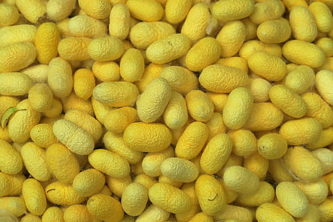 cucs de seda, capoll, fil, fer fil de seda, groc, marc complet, fons, menjar i beguda, abundància, cap gent, gran grup d'objectes, primer pla, menjar, frescor, textura, fruita, patró, alimentació saludable, venda al detall, Munt, a l'interior, cítrics, tir de l'estudi, elecció, 5K, CC0, domini públic, lliure de regalies