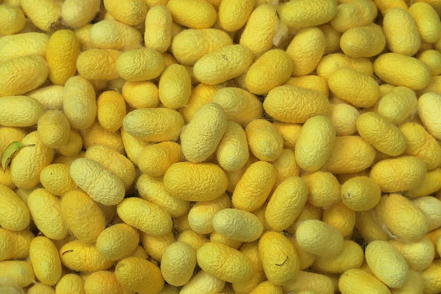 cucs de seda, capoll, fil, fer fil de seda, groc, marc complet, fons, menjar i beguda, abundància, cap gent, gran grup d'objectes, primer pla, menjar, frescor, textura, fruita, patró, alimentació saludable, venda al detall, Munt, a l'interior, cítrics, tir de l'estudi, elecció, 5K