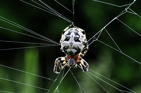 ragno, Rete, macro, attraversare, nero, bianca, un animale, temi animali, fauna selvatica, insetto, ragnatela, invertebrato, animali allo stato selvatico, animale, aracnide, avvicinamento, concentrarsi sulle conoscenze acquisite, fragilità, artropodo, natura, nessuno, zoologia, giorno, vulnerabilità, parte del corpo animale, all'aperto, gamba animale, complessità, web, velenoso, 2K, CC0, dominio pubblico, privo di copyright