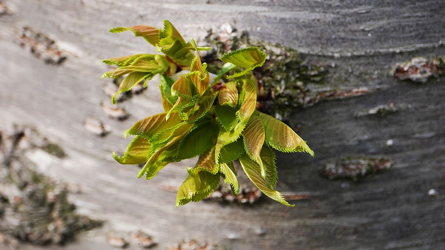 abstrakt, mønster, petal, blader, kirsebær blomster, blomster, fallne kronblade, tre, denne typen, anlegg, blad, plante del, grønn farge, nærbilde, vekst, natur, skjønnhet i naturen, friskhet, ingen folk, dag, utendørs, mat og Drikke, blomst, mat, høy vinkel visning, fokusere på forgrunnen, tre - materiale, selektiv fokusering, sårbarhet, 4K