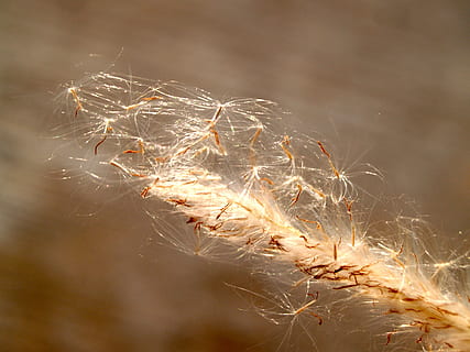 Blume, gedrückt, wild, Stengel, Blatt, Blumen-, Herbst, Garten, Gelb, Sammlung, Pflanze, Frühling, Makro, Rosa, immer noch, Gruppe, isoliert, Dekoration, Blütenblatt, Jahreszeit, eben, Zierpflanzen, Strauß, weißer Hintergrund, Klee, Natur, Bild, Detail, trocken, Nahansicht, keine Leute, Fokus auf den Vordergrund, Tag, selektiver Fokus, Schönheit in der Natur, Wachstum, Zerbrechlichkeit, Verletzlichkeit, Ruhe, draußen, Landwirtschaft, Ernte, Getreidepflanze, Land, Samen, Weichheit, 2K, CC0, gemeinfrei, lizenzfrei