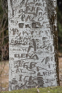 arbre, nom s, escorça, marcat, tronc, tronc de l'arbre, text, centrar-se en primer pla, cap gent, comunicació, primer pla, dia, patró, planta, artesania, història, el passat, naturalesa, a l'aire lliure, guió, vell, script no occidental, talla - producte artesanal, missatge, 5K, CC0, domini públic, lliure de regalies
