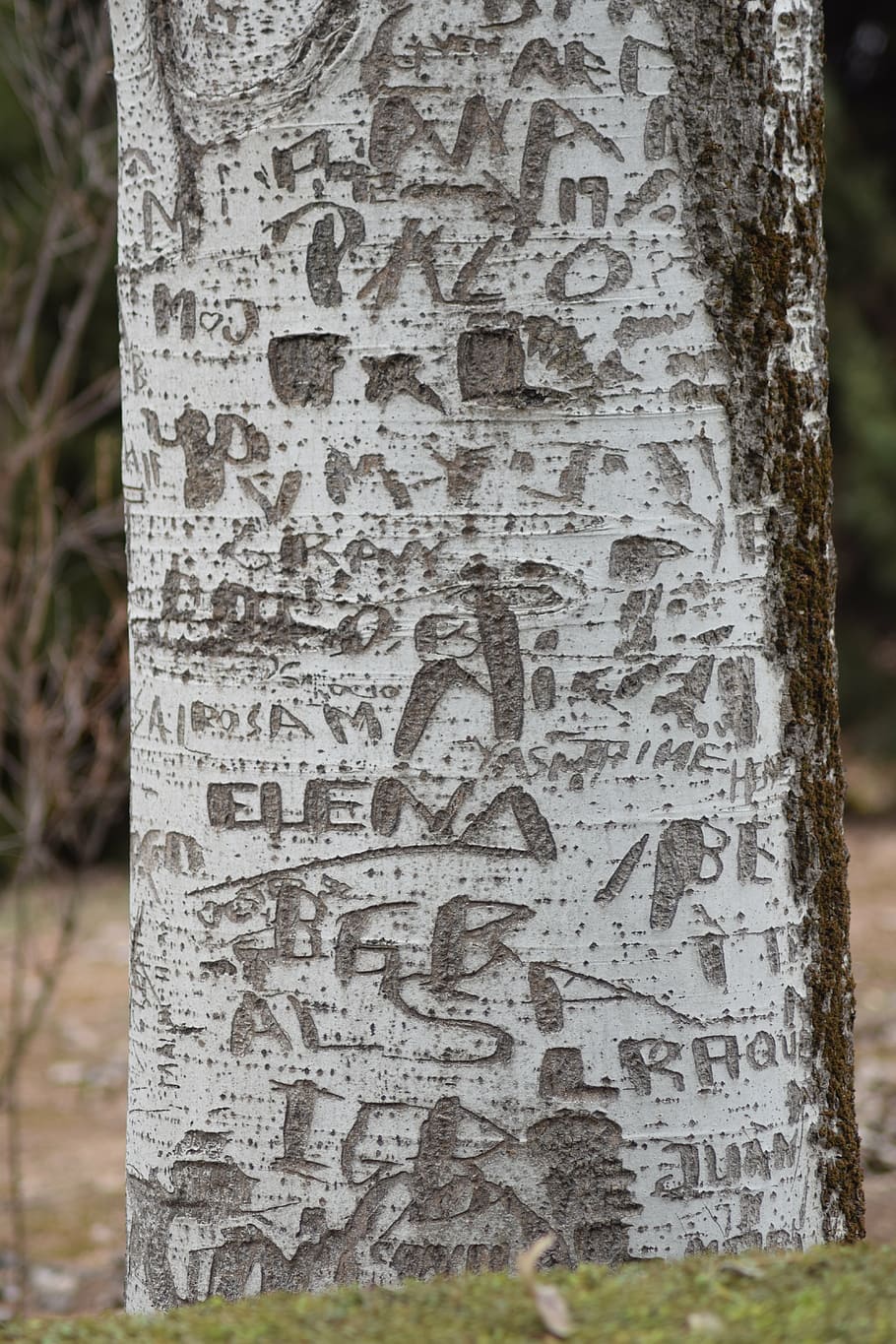 arbre, nom s, escorça, marcat, tronc, tronc de l'arbre, text, centrar-se en primer pla, cap gent, comunicació, primer pla, dia, patró, planta, artesania, història, el passat, naturalesa, a l'aire lliure, guió, vell, script no occidental, talla - producte artesanal, missatge, 5K