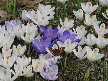 tortoiseshell, crocus, crocuses, white, purple, spring, flowers, flower, flowering plant, plant, vulnerability, freshness, fragility, petal, beauty in nature, growth, flower head, nature, close-up, field, white color, iris, inflorescence, land, high angle view, day, no people, pollen, 2K, CC0, public domain, royalty free