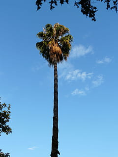 Palme, Log, hoch, Himmel, Baum, lange, große Höhe, Baumstamm, Flachwinkelansicht, Pflanze, Kofferraum, Wachstum, tropisches Klima, Natur, keine Leute, Schönheit in der Natur, Blau, Tag, Ruhe, Kokospalme, draußen, klarer Himmel, tropischer Baum, Palmblatt, 2K, CC0, gemeinfrei, lizenzfrei