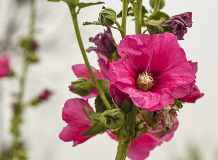 fleur, malva, fermer, Floraison, jardin, été, brillant, belle, fleur cramoisie, fleur de jardin, plante à fleurs, plante, fraîcheur, fragilité, beauté dans la nature, vulnérabilité, pétale, tête de fleur, inflorescence, couleur rose, croissance, la nature, personne, se concentrer sur le premier plan, journée, Rose, hibiscus, pollen, printemps, 1080P, CC0, domaine public, libre de droits