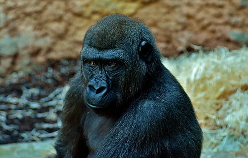 negru, gorilă, camp, vedere, sceptic, maimuţă, animal, grădină zoologică, cu blană, omnivor, fotografie din fauna salbatica, portret, tierpark hellabrunn, Munchen, mamifer, arhiepiscop, un animal, animale sălbatice, animale în sălbăticie, animale vertebrate, nici o persoana, partea corpului animalului, a închide, zi, natură, specii pe cale de dispariție, in cautarea, 5K, CC0, domeniu public, fără drepturi de autor