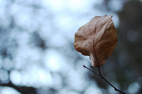 Blatt, grau, bedeckt, tot, Herbst, wolkig, Himmel, Natur, Pflanze, Pflanzenteil, trocken, Fokus auf den Vordergrund, Nahansicht, Verletzlichkeit, Zerbrechlichkeit, Baum, Tag, Schönheit in der Natur, keine Leute, draußen, Veränderung, braun, Wachstum, Pflanzenstamm, Ruhe, tote Pflanze, natürlicher Zustand, getrocknet, verwelkte Pflanze, 5K, CC0, gemeinfrei, lizenzfrei
