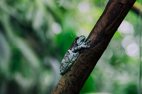 green, black, frog, brown, branch, teal, tree branch, tree, singapore, animal wildlife, animal themes, animals in the wild, animal, one animal, focus on foreground, vertebrate, plant, no people, perching, nature, bird, day, tree trunk, reptile, outdoors, woodpecker, trunk, rainforest, 4K, CC0, public domain, royalty free