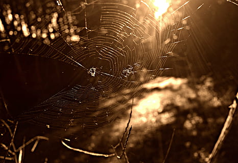 teranyina, aranya, insecte, web, net, patró, treball d'aranya, primer pla, fragilitat, cap gent, vulnerabilitat, centrar-se en primer pla, naturalesa, enfocament selectiu, llum solar, complexitat, temes d'animals, planta, a l'aire lliure, animal, bellesa a la natura, tranquil·litat, bosc, dia, rosada, concèntric, 4K, CC0, domini públic, lliure de regalies