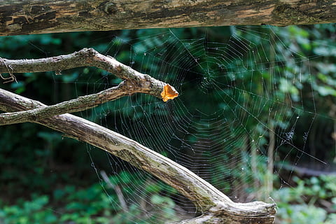 ragnatela, luce posteriore, ragnatele, animali, ragno, Rete, luce, insetto, natura, far cadere, temi animali, un animale, fragilità, animale, animali allo stato selvatico, fauna selvatica, invertebrato, concentrarsi sulle conoscenze acquisite, avvicinamento, aracnide, vulnerabilità, artropodo, giorno, nessuno, sopravvivenza, albero, all'aperto, web, complessità, 5K, CC0, dominio pubblico, privo di copyright
