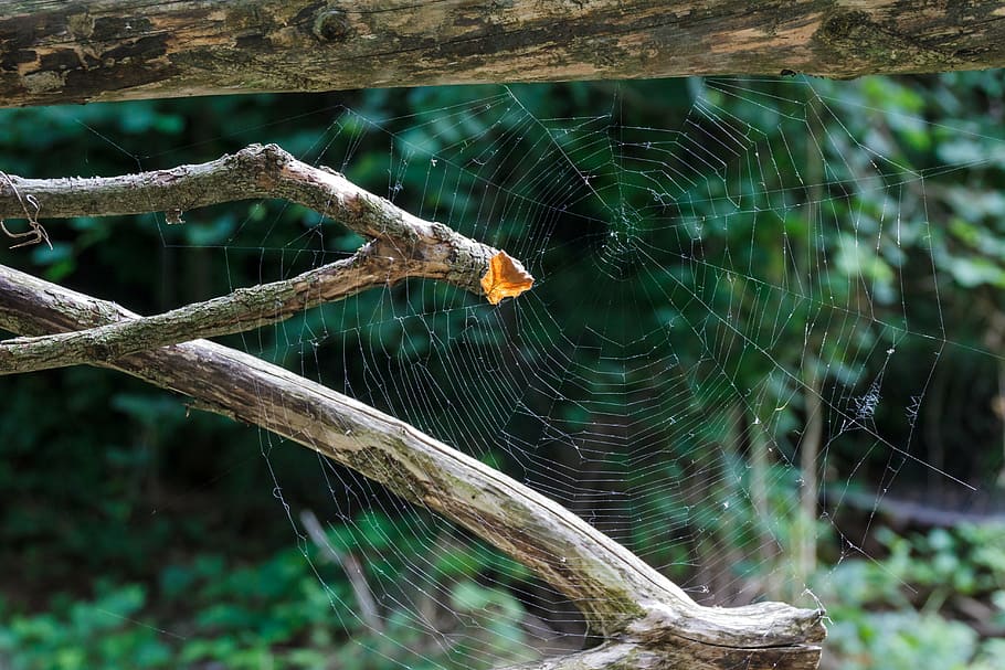 ragnatela, luce posteriore, ragnatele, animali, ragno, Rete, luce, insetto, natura, far cadere, temi animali, un animale, fragilità, animale, animali allo stato selvatico, fauna selvatica, invertebrato, concentrarsi sulle conoscenze acquisite, avvicinamento, aracnide, vulnerabilità, artropodo, giorno, nessuno, sopravvivenza, albero, all'aperto, web, complessità, 5K