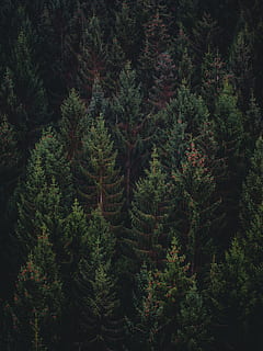 Wald Luftbild, Antenne, Fotografie, Grün, Kiefern, Wald, Aussicht, Baum, Kiefer, Fichte, Tanne, Natur, Berg, Landschaft, draußen, szenen, grüne Farbe, Nadelbaum, keine Leute, Schönheit in der Natur, Wildnisgebiet, Wachstum, Pflanze, Ruhe, Land, ruhige Szene, High Angle View, Szenen - Natur, immergrüner Baum, Tag, Nicht-städtische Szene, Tannenbaum, Kiefernwald, 5K, CC0, gemeinfrei, lizenzfrei