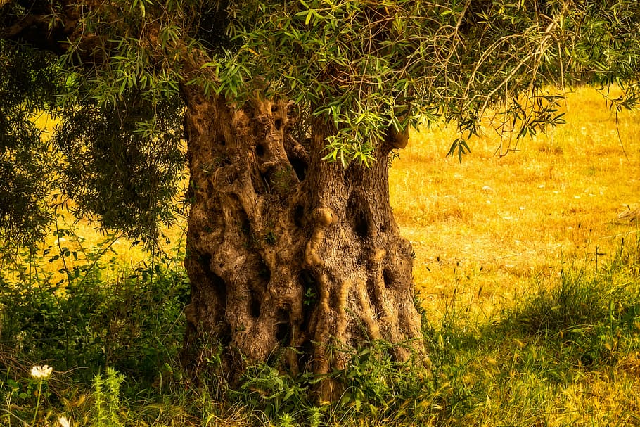 arbre amb fulles verdes, olivera, tribu, arbre, vell, registre, olives, olivera vella, potent, mediterrani, naturalesa, nodrit, fort, fusta, estructura, esquerdat, arbre vell, escorça, paisatge, esquerdes, planta, creixement, terra, bellesa a la natura, tronc, tronc de l'arbre, color verd, herba, cap gent, camp, dia, bosc, tranquil·litat, a l'aire lliure, llum solar, escena no urbana, escenics - natura, escena tranquil·la, 5K