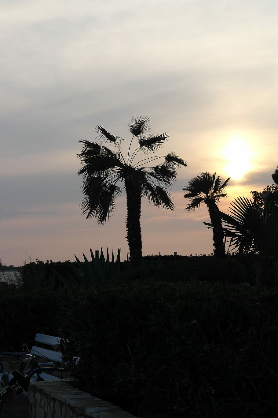 zonsondergang, bomen, detail-, wolken, nachtwandeling, palmboom, boom, silhouet, Vakantiebestemmingen, natuur, hemel, tropisch klimaat, fabriek, schoonheid in de natuur, wolk - lucht, kalmte, scenics - natuur, rustige scène, groei, geen mensen, land-, buitenshuis, Oranje kleur, veld-, milieu, kokosnoot palmboom, 5K