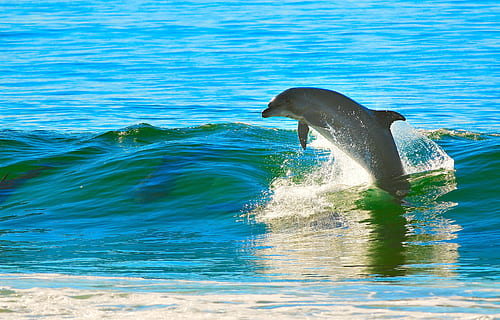 dauphin, sauter, corps, eau, jour, océan, vague, thèmes animaux, animal, mammifère, animaux à l'état sauvage, un animal, la faune des animaux, mammifère aquatique, mer, mouvement, vertébré, sous-marin, éclaboussures, personne, la nature, journée, la vie marine, en plein air, nager, Marin, nageoire caudale, 4K, CC0, domaine public, libre de droits