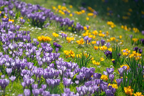 Mark, gul, lilla, blomster, krokus, forår, blomstre, flor, eng, sommer, pollen, græs, sol, blomst eng, blomst, kornblomster, vilde blomster, bjerg eng, idyllisk, solrig, genopretning, ferie, alpine, broomrape plante, blomst overflod, fouling, natur, plante, skovbund, skønhed i naturen, udendørs, grøn farve, multi farvet, blomsterseng, blomsterhoved, ingen mennesker, landskab, landlige scene, levende farve, vækst, blomstrende plante, friskhed, sårbarhed, skrøbelighed, jord, selektiv fokusering, tæt på, overflod, dag, kronblad, 4K, CC0, offentligt domæne, royaltyfrie