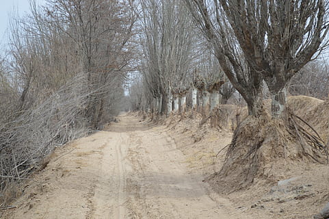 zobrazení, krajina, zimní, strom, holý strom, sníh, Příroda, studená teplota, cesta vpřed, rostlina, směr, klid, silnice, přistát, nikdo, den, špína, klidné scény, růst, přeprava, polní cesta, venku, scenics - příroda, mimoměstské scény, životní prostředí, perspektiva, treelined, 5K, CC0, veřejná doména, bez autorských práv
