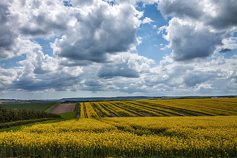 landscape shot, yellow, field, Landscape, shot, Devon, England, nature, agriculture, rural Scene, sky, farm, cloud - Sky, summer, blue, outdoors, scenics, crop, non-Urban Scene, cloudscape, land, landscaped, meadow, beauty In Nature, horizon Over Land, springtime, green Color, plant, no People, flower, environment, scenics - nature, tranquil scene, growth, tranquility, 4K