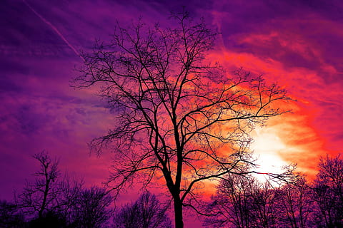 arbre negre, arbre, arbre nu, arbre d’hivern, posta de sol, cel, cel del capvespre, vespre, color, vermell, porpra, groc, llum, cels en flames, colors flamants, bonica posta de sol, núvol - cel, bellesa a la natura, planta, naturalesa, cap gent, silueta, escenics - natura, color rosa, escena tranquil·la, tranquil·litat, color taronja, vista d’angle baix, branca, cel dramàtic, a l'aire lliure, cel romàntic, 5K, CC0, domini públic, lliure de regalies