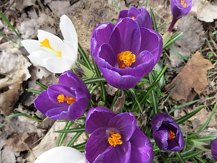 Krokus, Blumen, Frühling, Makro, blühen, Blütenblatt, Glühbirnen, neues Leben, Auferstehung, Ostern, Natur, Krokusse, Knospe, Jahreszeit, botanisch, violett, Wald, Kreislauf des Lebens, blühende Pflanze, Blume, Frische, Verletzlichkeit, Zerbrechlichkeit, Pflanze, Schönheit in der Natur, lila, Blütenstand, Blütenkopf, Wachstum, Nahansicht, Iris, High Angle View, Tag, keine Leute, Feld, Pollen, draußen, 4K, CC0, gemeinfrei, lizenzfrei