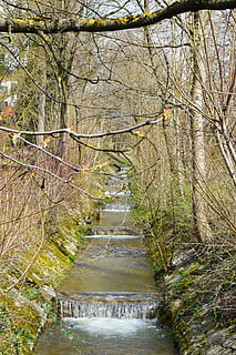 bach, rierol, gradualment, primavera, naturalesa, aigua, arbre, planta, bosc, cap gent, pont, dia, branca, aigua que flueix, connexió, terra, bellesa a la natura, creixement, pont - estructura feta per l'home, arquitectura, moviment, estructura construïda, riu, a l'aire lliure, que flueix, passarel·la, 5K, CC0, domini públic, lliure de regalies