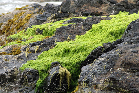 Strand, Felsen, Moos, Ozean, Hintergrund, Meer, Natur, Wasser, Landschaft, Küste, Stein, szenisch, Rock, Rock - Objekt, solide, Schönheit in der Natur, Tag, keine Leute, Pflanze, grüne Farbe, Ruhe, Land, Felsformation, Szenen - Natur, Wachstum, Nicht-städtische Szene, draußen, texturiert, Formation, fließend, fließendes Wasser, 2K, CC0, gemeinfrei, lizenzfrei