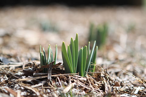 perto, fotografia, plantar, brotar, Primavera, natureza, Flor, jardim, florescendo, flora, temporada, verde, abril, vida, exterior, jardinagem, crescer, crescendo, cultivar, sujeira, folha, solo, chão, Novo, terra, canteiro de flores, cultivo, crescimento, foco seletivo, ninguém, dia, fechar-se, ao ar livre, cor verde, frescura, grama, focar em primeiro plano, campo, começos, parte da planta, vida nova, beleza na natureza, nível de superfície, 4K, CC0, domínio público, royalty free