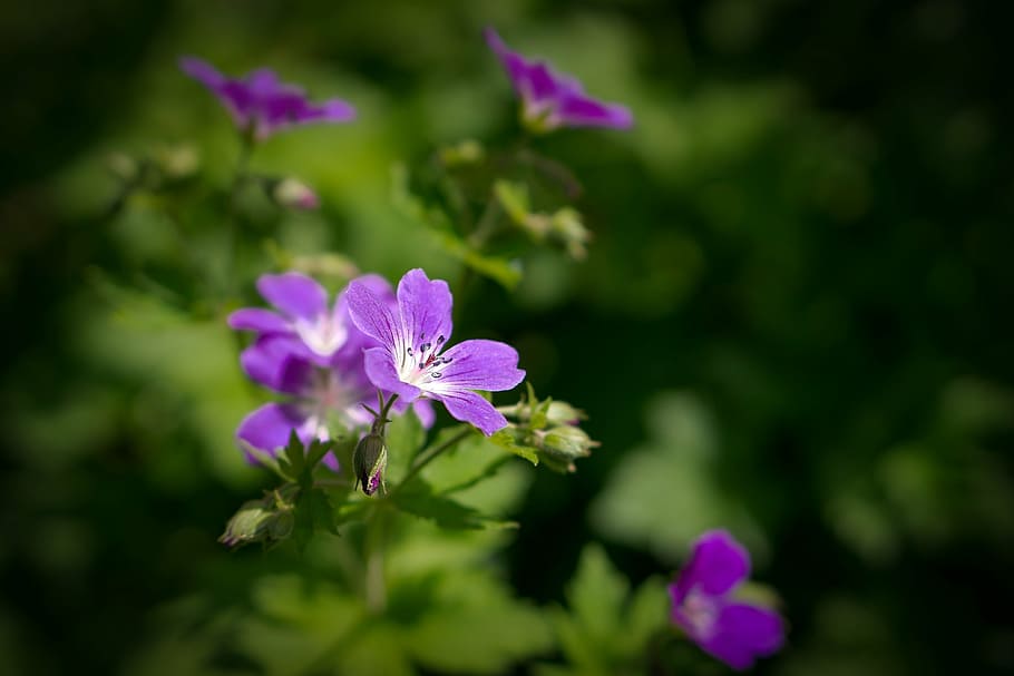 selektiv, fokus foto, lilla, strand, Rose, blomster, geranium, blomst, sommer, have, natur, plante, grøn, blomstre, blad, flor, kronblad, stilk, naturlig, blomstrende plante, friskhed, skønhed i naturen, skrøbelighed, sårbarhed, vækst, tæt på, blomsterstand, blomsterhoved, ingen mennesker, lyserød farve, selektiv fokusering, fokus på forgrunden, dag, udendørs, 2K