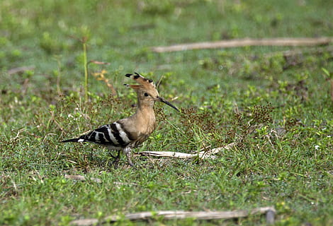 Vogel, Mutter, braucht, Baum, Mama, Vater, Familie, Papa, Eule, Kinder, glücklich, Tier, Grün, Blau, Liebe, Karte, Zeichnung, Natur, Süss, Sohn, Tierwelt, Tierthemen, Tiere in freier Wildbahn, Wirbeltier, Gras, ein Tier, Pflanze, selektiver Fokus, Seitenansicht, keine Leute, Feld, Land, Tag, draußen, Jungtier, Fokus auf den Vordergrund, in voller Länge, Tierfamilie, 8K, CC0, gemeinfrei, lizenzfrei