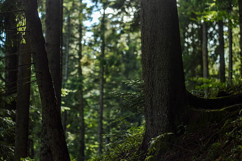 shallow, focus photography, brown, tree, focus, photography, forest, mountain, landscape, plant, nature, grass, outdoor, tree trunk, outdoors, woodland, day, focus on foreground, no people, scenics, trunk, land, growth, tranquility, beauty in nature, green color, non-urban scene, sunlight, tranquil scene, scenics - nature, rainforest, bamboo - plant, 5K, CC0, public domain, royalty free