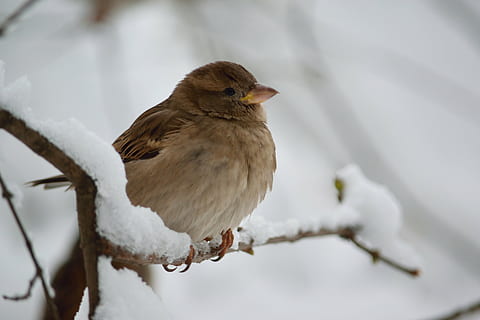 spurv, snø, vinter, dyre temaer, dyr, kaldtemperatur, fugl, dyreliv, ett dyr, dyr i naturen, virveldyr, perching, gren, fokusere på forgrunnen, natur, tre, hvit farge, dag, ingen folk, anlegg, utendørs, snowing, 5K, CC0, offentlig domene, opphavsrett gratis