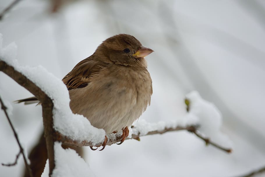pardal, neu, hivern, temes d'animals, animal, temperatura de fred, ocell, fauna animal, un animal, animals a la natura, vertebrats, posat, branca, centrar-se en primer pla, naturalesa, arbre, Color blanc, dia, cap gent, planta, a l'aire lliure, nevar, 5K